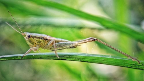 Close-up of grasshopper on plant