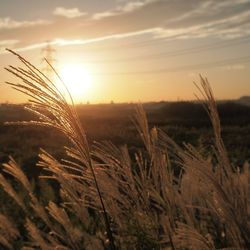 Close-up of wheat field against sky during sunset