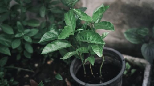 High angle view of potted plant