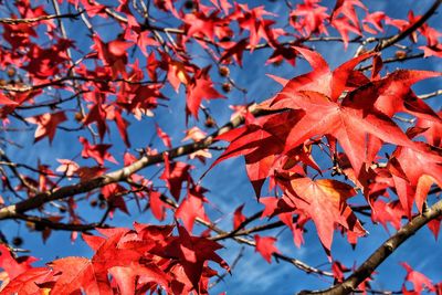 Low angle view of maple tree against sky