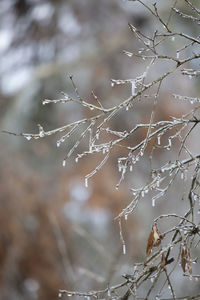 Ice covering tree limbs on a cold day