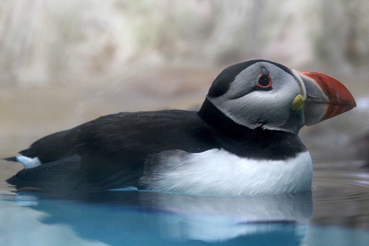 animal themes, one animal, bird, animals in the wild, wildlife, beak, close-up, focus on foreground, animal head, nature, side view, water, no people, outdoors, zoology, swimming, day, black color, lake, white color