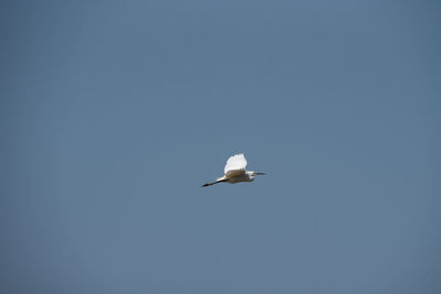 Low angle view of seagull flying in sky