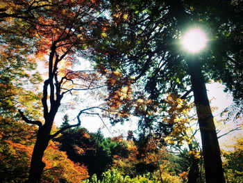 Low angle view of trees against sky