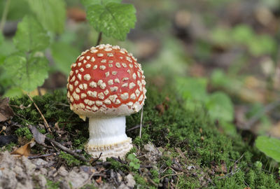 Close-up of fly agaric mushroom on field