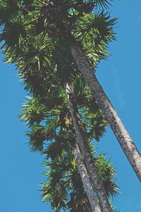 Low angle view of coconut palm tree against blue sky