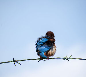 Low angle view of bird perching on barbed wire against sky