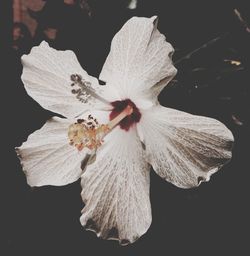 Close-up of white flower