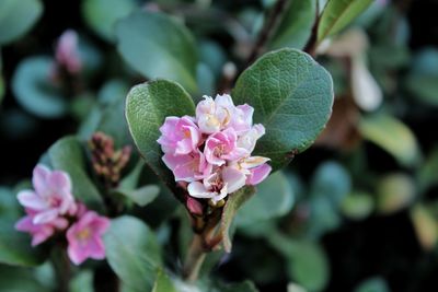 Close-up of pink flowering plant