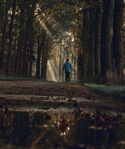 Rear view of man walking amidst trees in forest