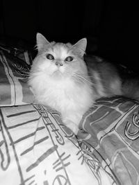 Close-up portrait of cat on bed at home