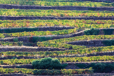 Full frame shot of green field