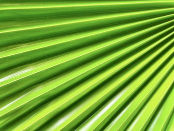 Full frame shot of palm leaf