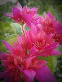 Close-up of pink flowers blooming outdoors