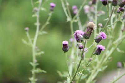 Close-up of purple flowering plant on field