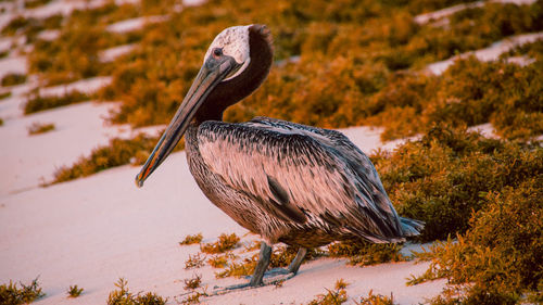 Bird perching on the beach 