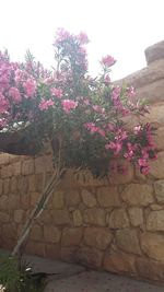 Pink flowering plants against wall