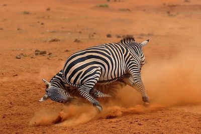 Zebras fighting on field