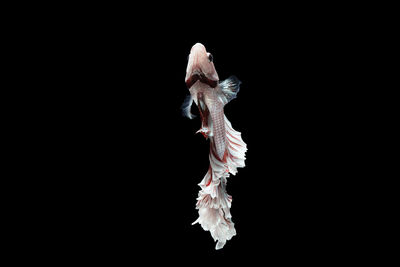 Close-up of flower over black background