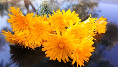 Close-up of yellow flowers blooming outdoors