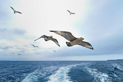 Skuas at shetland island