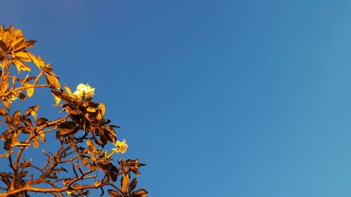 Low angle view of tree against clear blue sky