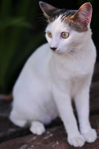 Close-up of cat looking away