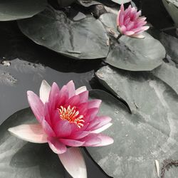 Close-up of lotus water lily in pond