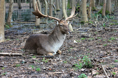 Deer in a forest