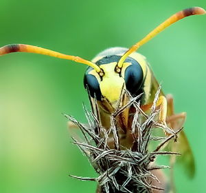 Close-up of bird perching on plant