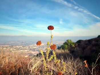 Plants growing on field against sky