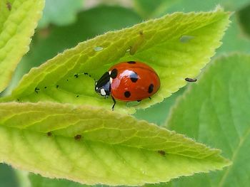 Close-up of ladybug on leaf