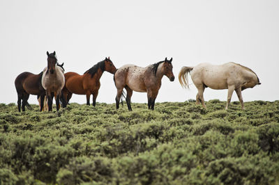 Horses on field against clear sky