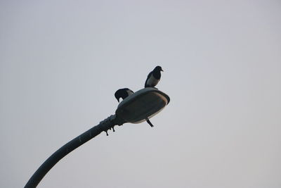 Low angle view of bird perching on cable against clear sky