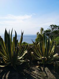 Plants growing on beach against sky