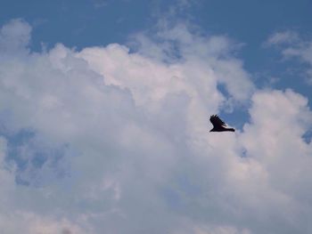 Low angle view of bird flying against sky