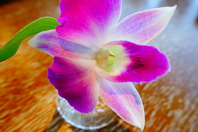 Close-up of purple flowering plant