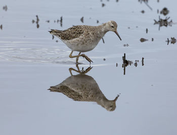 Ruff bird on lake perching. 