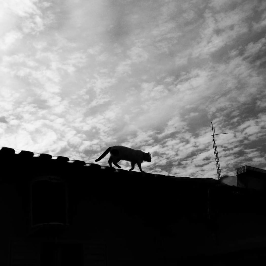 silhouette, one animal, low angle view, sky, animal themes, cloud - sky, statue, built structure, architecture, outdoors, domestic animals, mammal, full length, sculpture, day, building exterior, no people