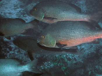 Fish swimming in sea