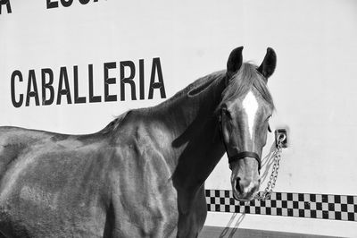 Horse standing in ranch