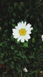 Close-up of white flower blooming outdoors