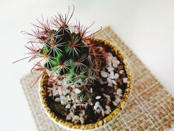 High angle view of succulent plant on table