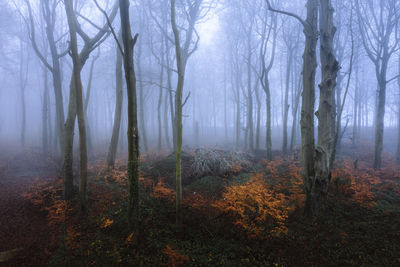 Trees in forest during autumn