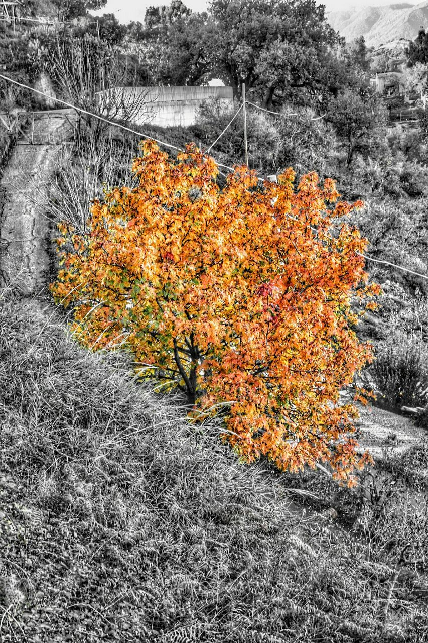 flower, growth, autumn, tree, beauty in nature, orange color, change, season, nature, plant, tranquility, freshness, fragility, leaf, tranquil scene, field, no people, outdoors, day, sunlight