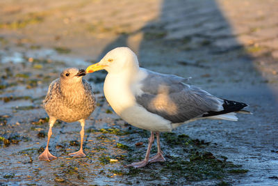 Close-up of birds in water