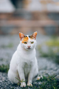 Portrait of cat sitting on field