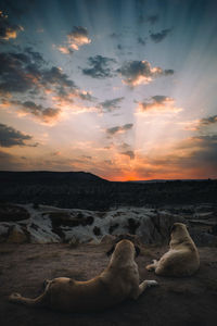 Scenic view of sunset sky over land