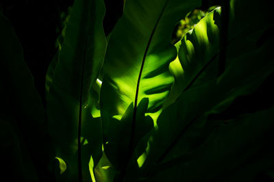 Close-up of green leaves with transparent of sunbeam