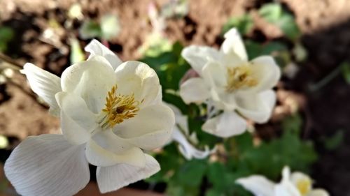 Close-up of white flowers